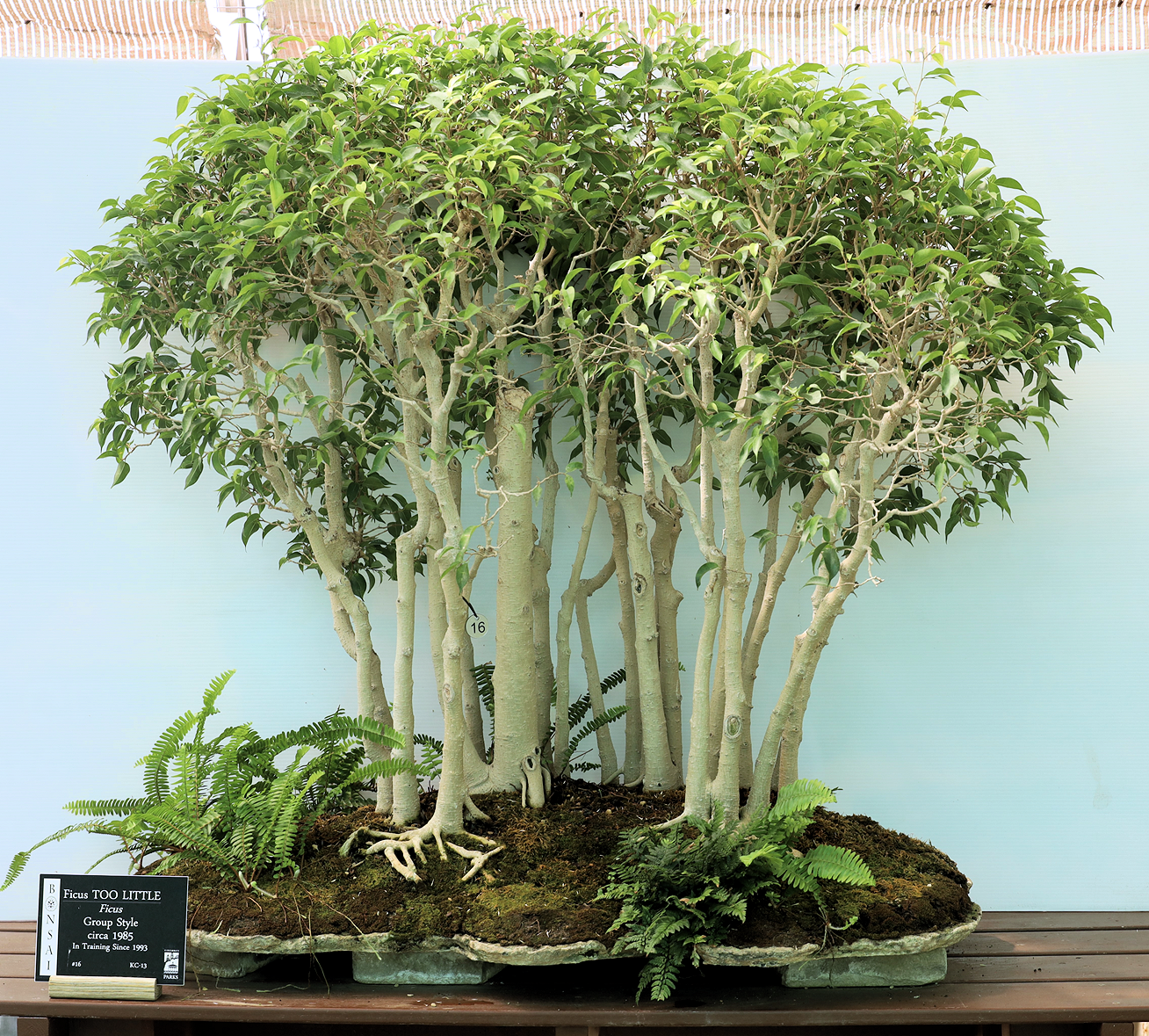 Tree donated by Jim Hagan to the Krohn