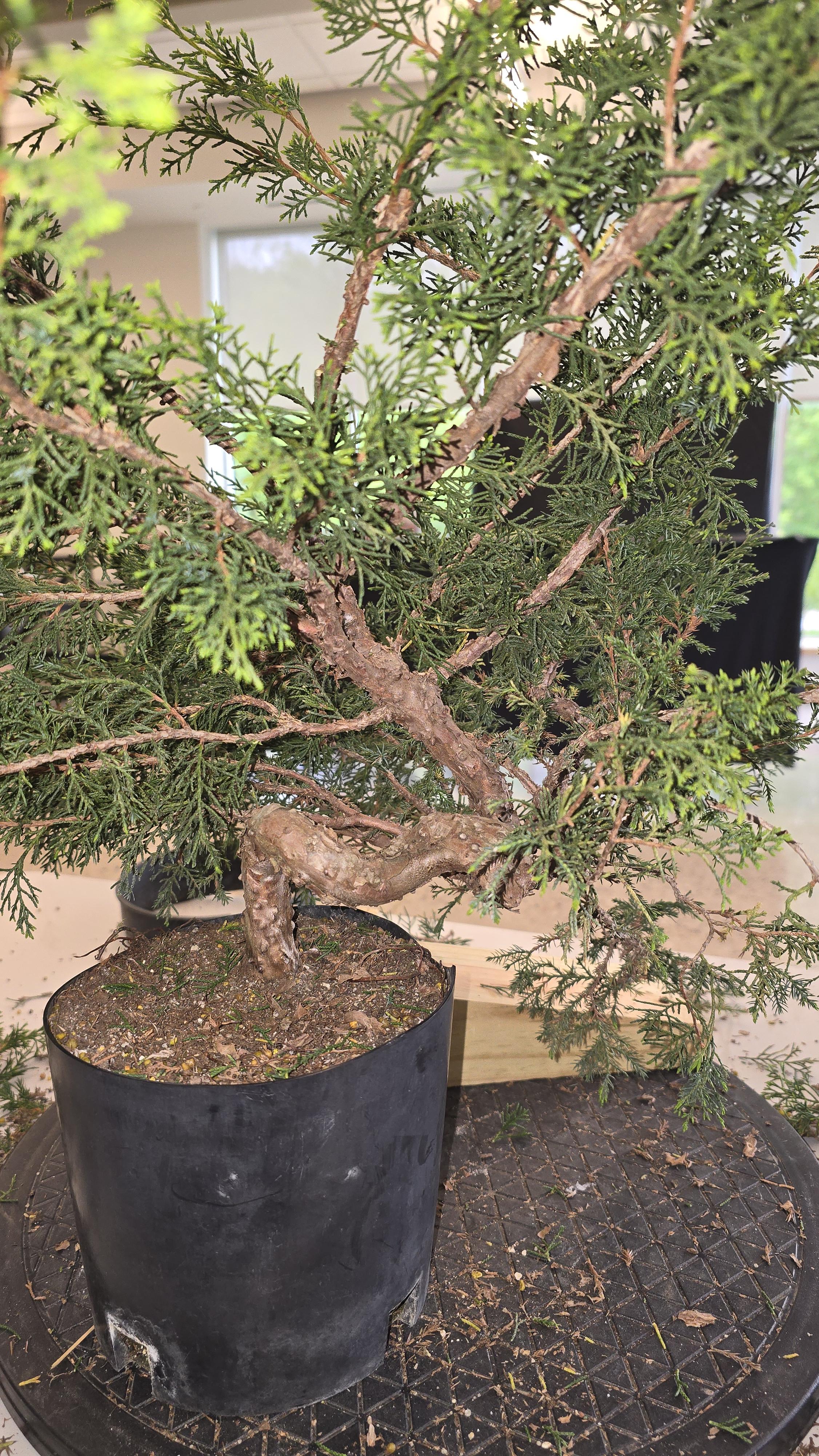 My tree, the weird, bendy thing.