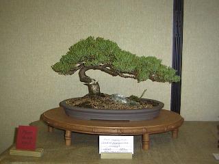 zoo-juniper.jpg
