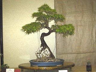 zoo-narrow_leaf_ficus.jpg