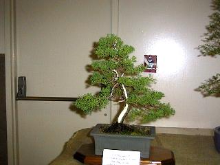 zoo-shimpaku_juniper.jpg