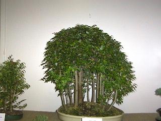 zoo-trident_maple_grove.jpg