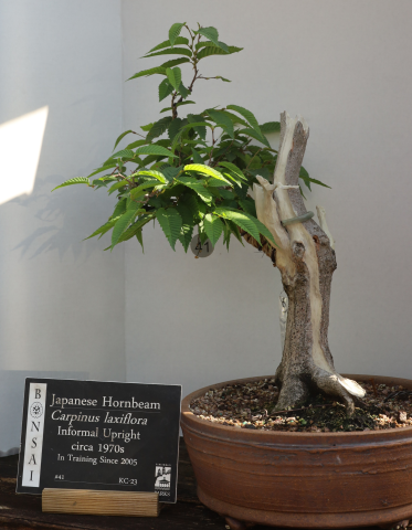 Japanese Hornbeam #41