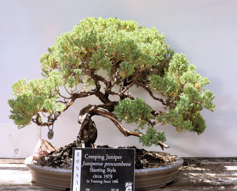 Dwarf Japanese Garden Juniper #34