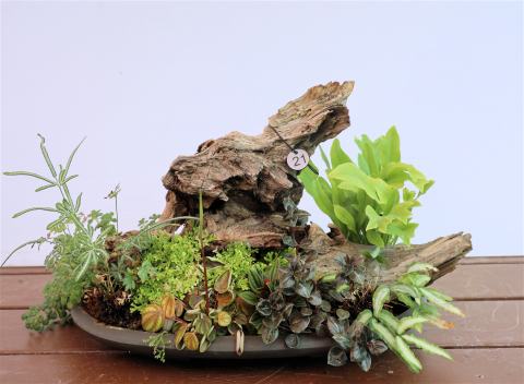 Kusamono with Ferns #21