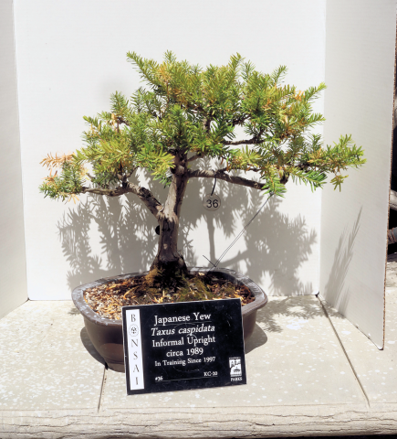 Japanese Yew #36