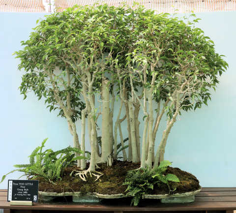 Too Little Weeping Fig #16
