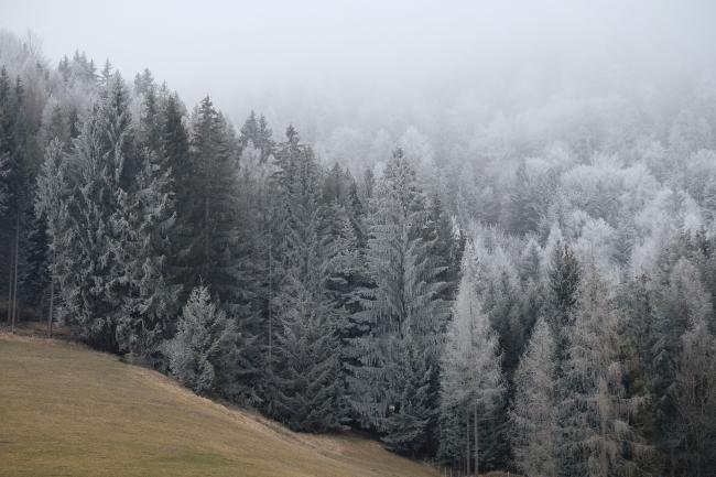 Evergreen forest in winter