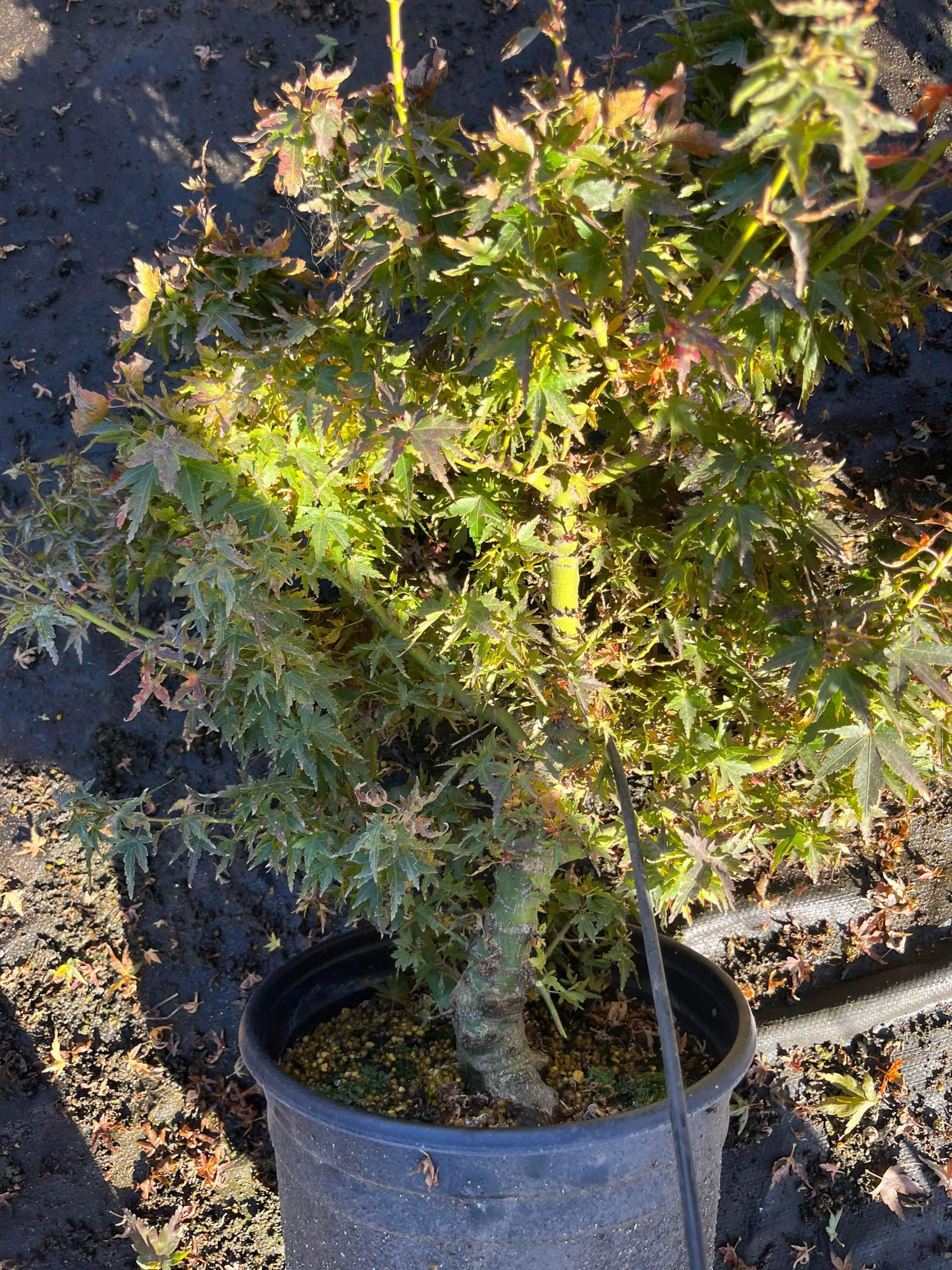 Example of Nursery Stock